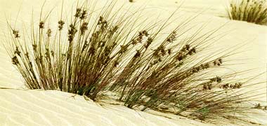 Grasses in the sand dunes