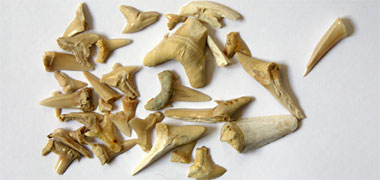 Collection of prehistoric sharks’ teeth
