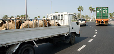 Sheep being transported on a pick-up