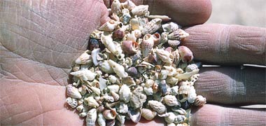 The scale and character of shell sand