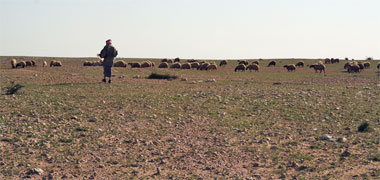 A shepherd walking his sheep over the northern desert