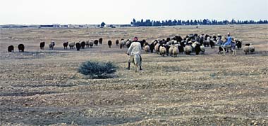 A pair of shepherds moving their flock