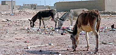 Three donkeys grazing on urban rubbish
