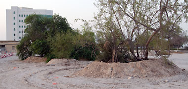 An existing tree protected by a bund in a redevelopment area