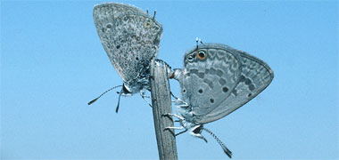 A pair of butterflies