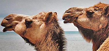 The heads of two camels beside the sea
