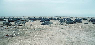 The view south from the fort, 1981