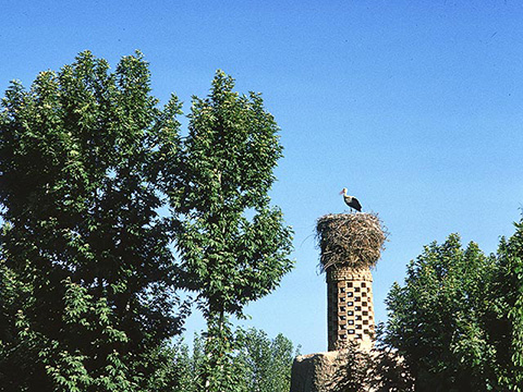 iran