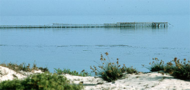 A net fish trap system, 1972