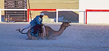 An adult jockey mounting his camel