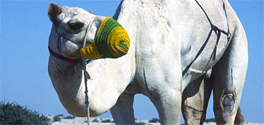 A white camel wearing a protective muzzle