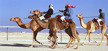 Camels racing
