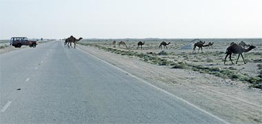 A herd of camels moving across a road