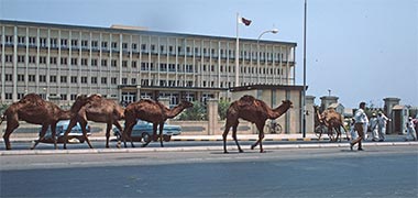 Camels passing in front of Government House
