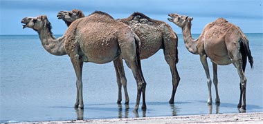 Three camels cooling themselves in the sea