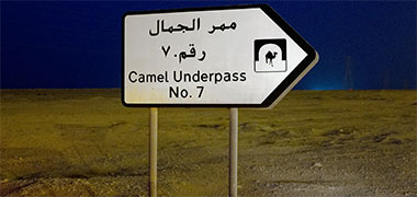 Signing for a camel underpass – with the permission of John Matthews ©2014
