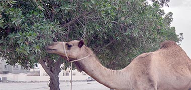 A camel eating from a Conocarpus lancifolius tree – with permission from Alexey Sergeev