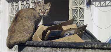 Cat on a refuse bin