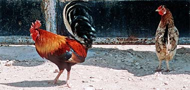 A cock and hen outside a house