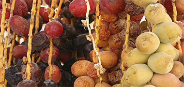 Dates in their different stages of ripeness