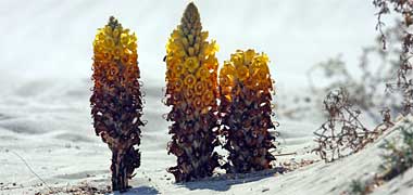 The parasitic desert plant, dhanoun