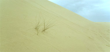 Grass in the sand dunes
