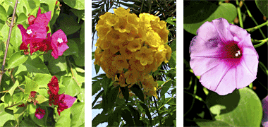Three more examples of flowers in public and private areas