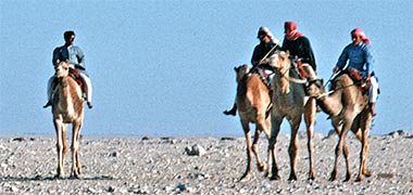 A group of badu on racing camels, 1974
