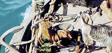 Two goats feeding on jet on board a pearling dhow – developed from a video on YouTube