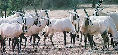 A group of oryx