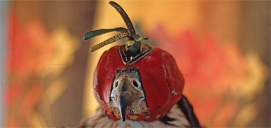 A hawk wearing its burq’a