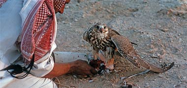 A hawk eating