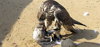 A hawk on its kill