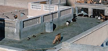 Animals on the roof of a house in Rumaillah, 1972