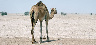 A hobbled camel