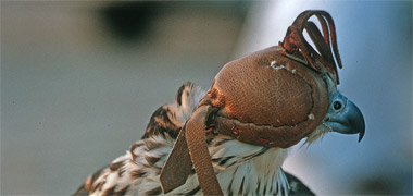 A hawk wearing its burq’a