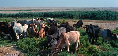 Cows grazing at Imsaimeer