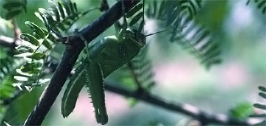 A locust on an acacia tree