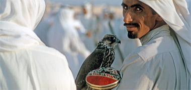 A falcon sitting on a wakr
