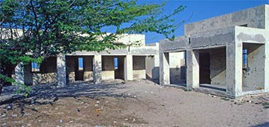 An acacia tree providing shade in an abandoned courtyard residential compound