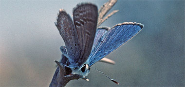 A blue tiger butterfly