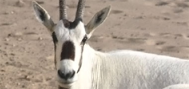 The face of an oryx
