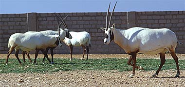 A group of oryx at Shahaniyah