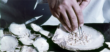 Pearls being sorted – from an official Qatar government photo from the early 1970s