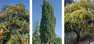 Three examples of common trees, courtesy of the Center for the Study of the Built Environment, Jordan