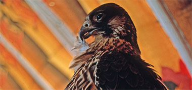 A hawk preening itself