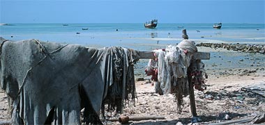 Fishing boats moored with their nets drying in Ruwais, September 1972