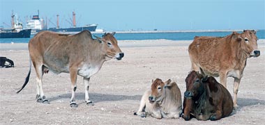 Cows at feriq al-Salata, 1972