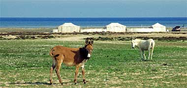Tents beside the sea with donkeys and grass