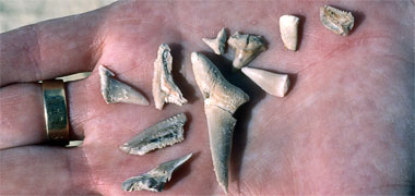 Prehistoric sharks’ teeth